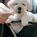 이뻐해줄개
