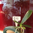 연세느티나무치과의원 네이버블로그