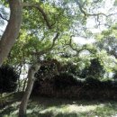 완도수목원 가로수길 이미지