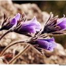 동강의 향기 이미지