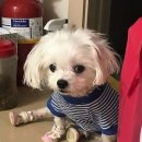 곱슬강아지 이미지