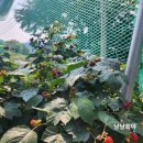호야네농장
