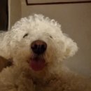 쿨독펫샵 이미지