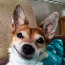 웃는 강아지 이미지