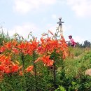 야생화 - 보령시 | 야생화