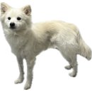 HMC펫케어 이미지