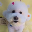 몽몽바블펫# 이미지