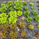 장파농장 이미지