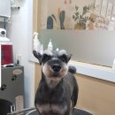 강아지song 이미지