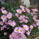 아침이슬 이미지