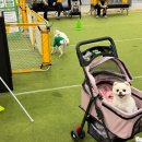 프랜드 펫 | 2026 부산 펫앤모어! 댕댕이 없이 사람만 다녀온 후기 🤣