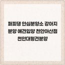 퍼피댕 안심분양소 강아지분양 애견입양 천안아산점 | 최저가를 약속드리는 퍼피댕 안심분양소 강아지분양 애견입양 천안아산점 천안대형견분양