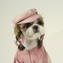 강아지 친구 이미지