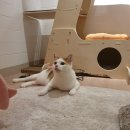 고양이 미용& 호텔 우연히, 캣 이미지