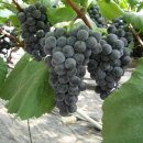 광용농장 이미지