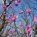 애플팜핑 이미지