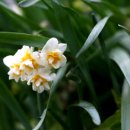 하늬바람 이미지