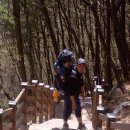 사니조아 이미지