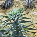 지리산산청와송