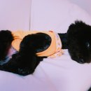 엘레강스펫샵 이미지