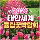 꽃사람 | 2026 태안세계튤립꽃박람회 방문후기 사람 많아도 갈만했다