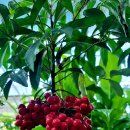 안영순베이커리카페 이미지