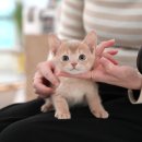 왕발고양이