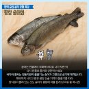 평창송어회 이미지