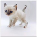 고양이분양 제나캣 화명점 이미지