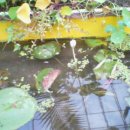 허브꽃농원 이미지