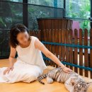 (자)제일택시 | 치앙마이 호랑이 체험 타이거킹덤 택시 가는법 위치 입장료 볼거리 후기