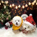 개순이상점 이미지