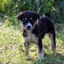 별내동물병원 이미지