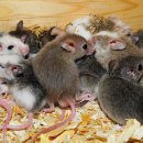 성만농장 이미지