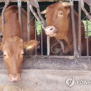 계룡한우가축 연합뉴스