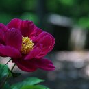 꽃사랑FLOWER