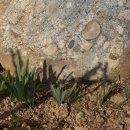 담양라라345 이미지