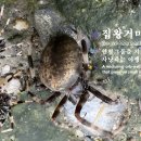 🕷️ 집왕거미 (Neoscona nautica) 🌐🕸️원형그물을 치고 작은 곤충을 사냥하는 야행성 정주성 거미 이미지