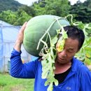 무등일보노동조합 | 400살 먹은 ‘금쪽이’ 무등산수박 사라지나