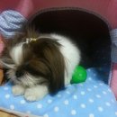 보니토리