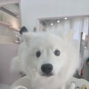 방긋웃개 이미지