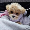 펫살롱 헤아림 이미지