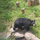 의신 베어빌리지 이미지