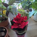 퀘렌시아 이미지