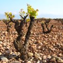 스페인 리오하 - 세계의 와인 산지 이미지