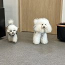 에이프릴펫