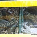 신바람낙지