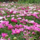 여주-0515 네이버블로그