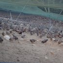 별천지식당 - 화성시 발안공단로5길 7-3 | 별천지식당