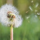민들레1 이미지